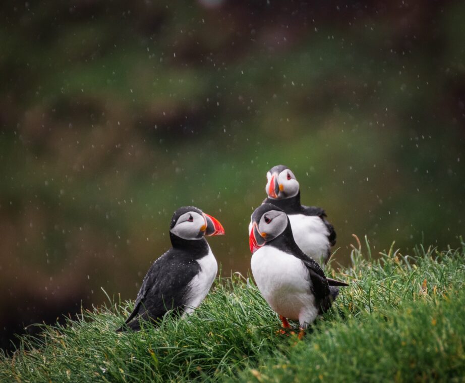 Publikumsprisen i Wildlife Photographer of the Year er fundet